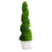 Live preserved spiral boxwood topiary tree - 47"- vivian-rose.shop